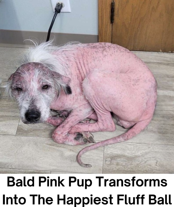 Rescuers Couldn’t Believe Their Eyes When They Discovered This Pup’s True Breed