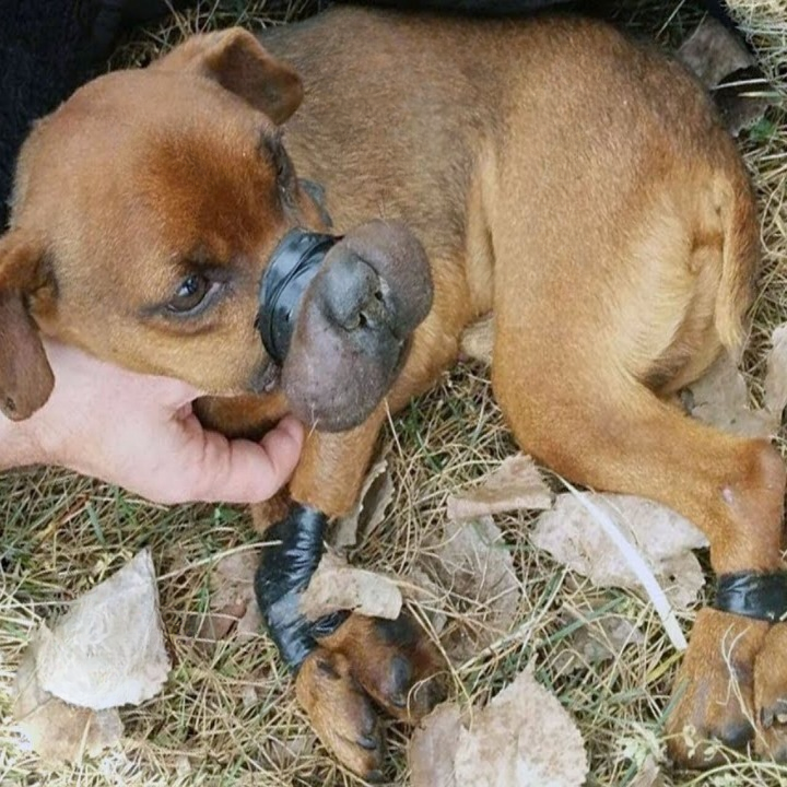 From Tragedy to Triumph: Justice the Dog’s Incredible Journey to Hope