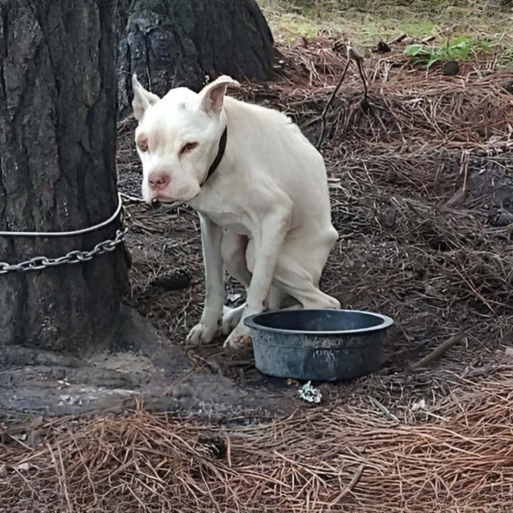 A Lonely Birthday: No Cake, No Party, But a Heart Full of Hope