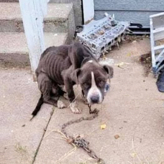 Chained, Starving, and Left to Suffer — Chevelle’s Courageous Fight for Freedom