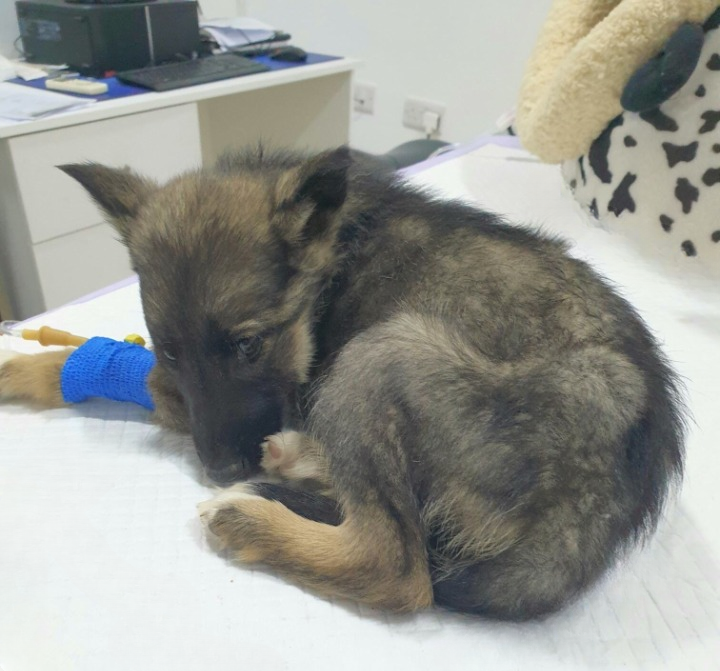 Vet Reaches for the Needle to Euthanize Puppy — Then His Boss Sees Her Paws and Shouts ‘Stop!