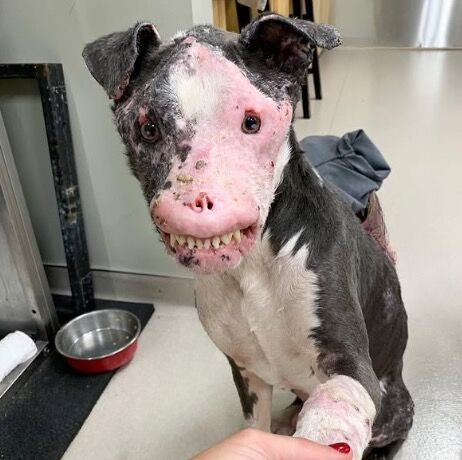 Rescue Dog with Autoimmune Disease Who Proved Beauty Comes from Within Has Sadly Passed Away