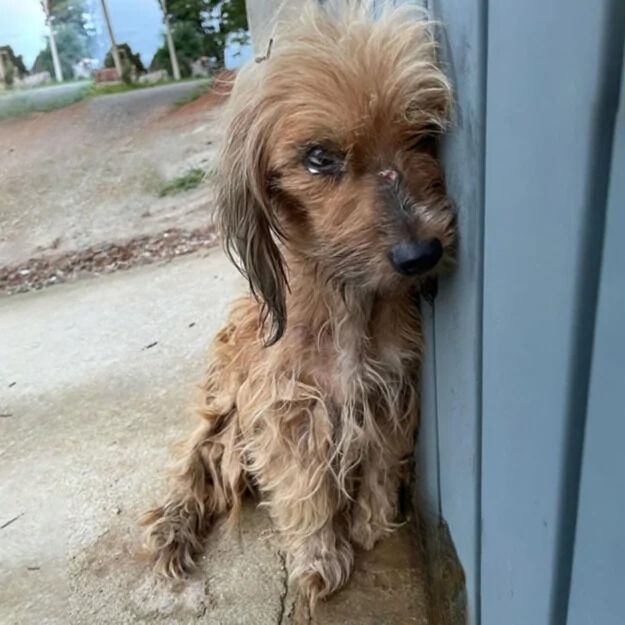 Truckers Come Together to Give a Dying Shelter Dog One Last Ride
