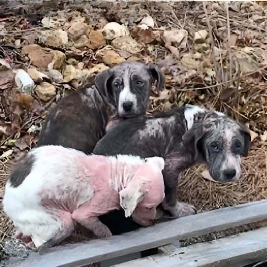 Abandoned Christmas Gifts: Hairless, Scared, and Bleeding — These Puppies Held Each Other for Warmth