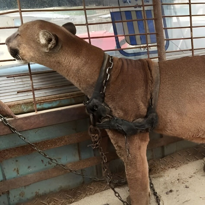 After 20 Years in Chains, This Circus Puma Finally Gets Her Freedom