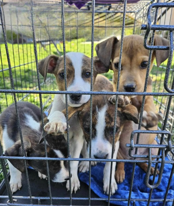 Puppies Dumped in a Box on a Mountain Trail Never Gave Up Hope for Help