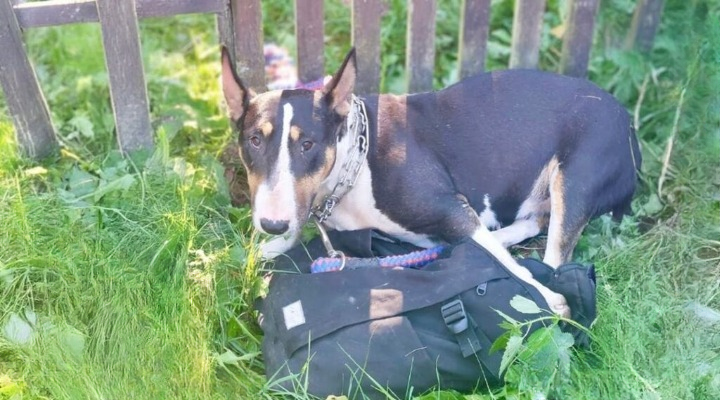 Pregnant and Abandoned: This Dog Chained to a Fence Found Love in Her Darkest Hour