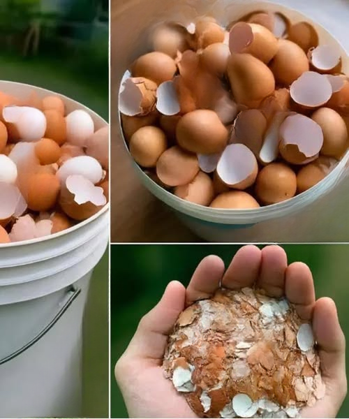 Don’t Toss Those Eggshells: 17 Clever Ways to Reuse Them.