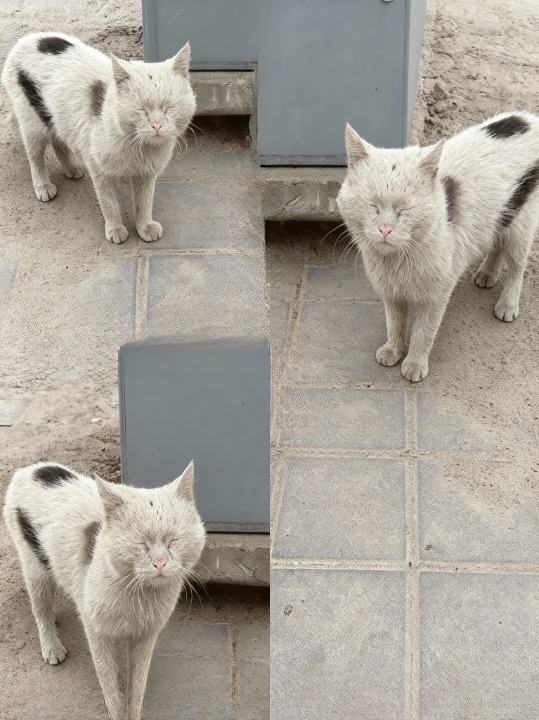 Oliver’s Unseen Journey: How Resilience Met Unexpected Kindness