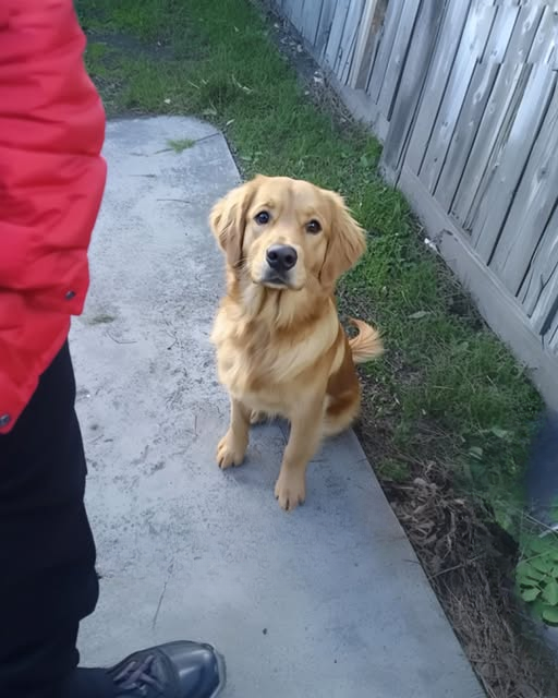 Four Years After My Husband Vanished, a Dog Returned the Jacket He Wore That Day