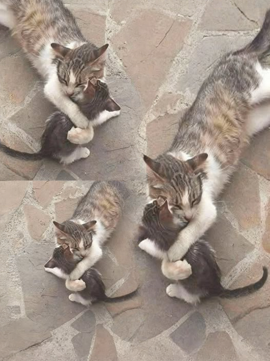 Ma’s Journey: How a Mother’s Love Met Unexpected Kindness