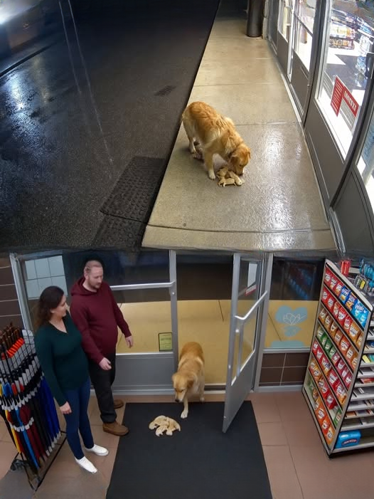 From Rescue to Family: An Inspiring Story of Hope and Love