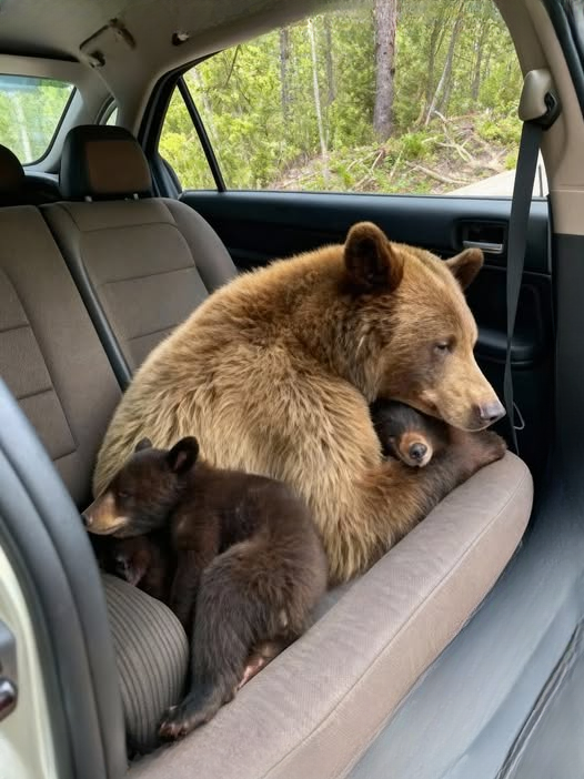 From Ashes to Hope: A Mother’s Unyielding Love Amid the LA Hills Fire