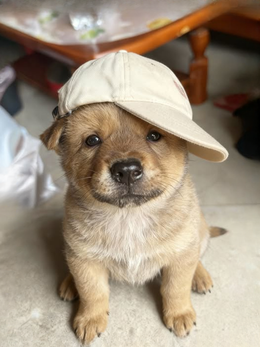 Paws-itively Adorable: Meet the New Face of Canine Charm