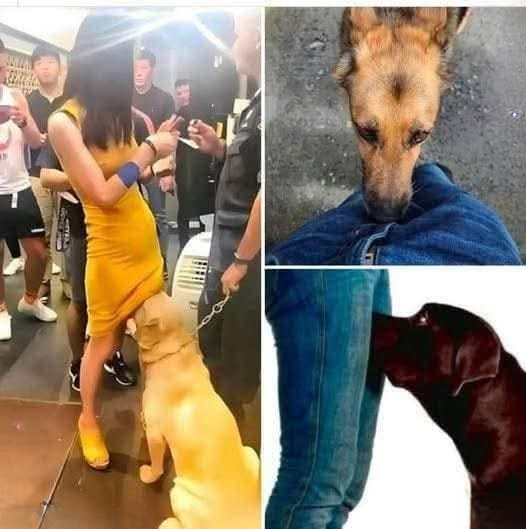 Why Your Dog Sniffs Your Private Area — What It Could Be Trying to Tell You