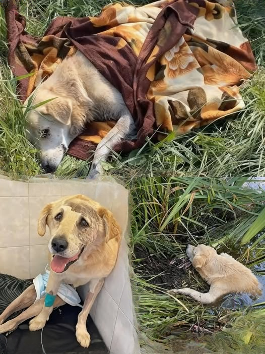 From Abandonment to Adoration: One Dog’s Unyielding Spirit Against All Odds