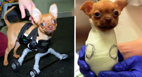 Once Abandoned in a Cardboard Box, Daffodil the Puppy Is Now Living Her Best Life