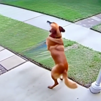 Falsely Accused but Forever Loyal — The Dog Who Taught a Town About Compassion