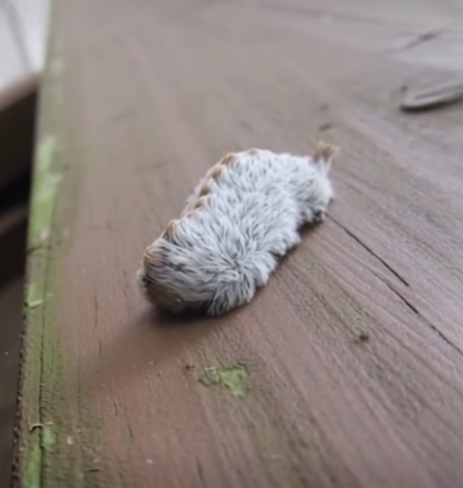 A Strange Furry Creature on a Park Bench Leaves Families Both Fascinated and Cautious