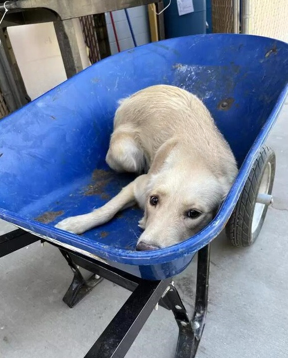 From Wheelbarrow to Forever Home: Darla’s Incredible Journey of Hope and Resilience