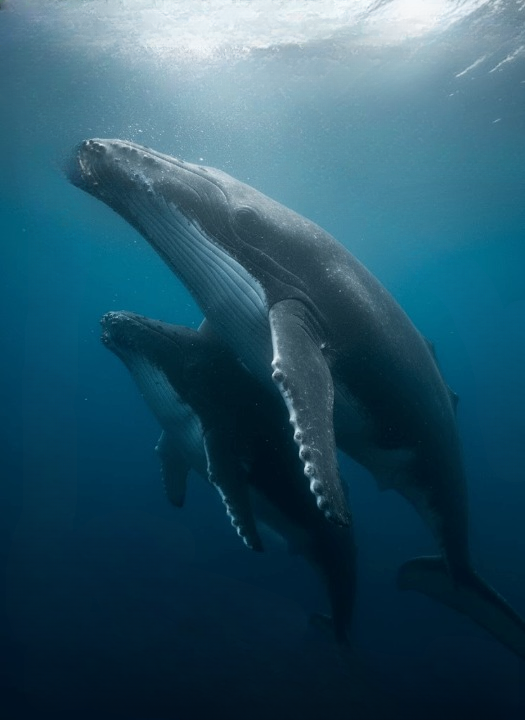 Underwater Miracle: The Hidden Struggles and Triumph of Whale Motherhood