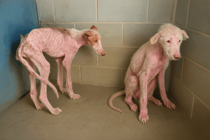 Emaciated Dogs Rescue Case — Near University Sparks Animal Welfare Reform