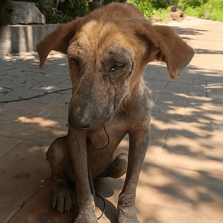 street dog rescue mission — Chata’s second chance journey