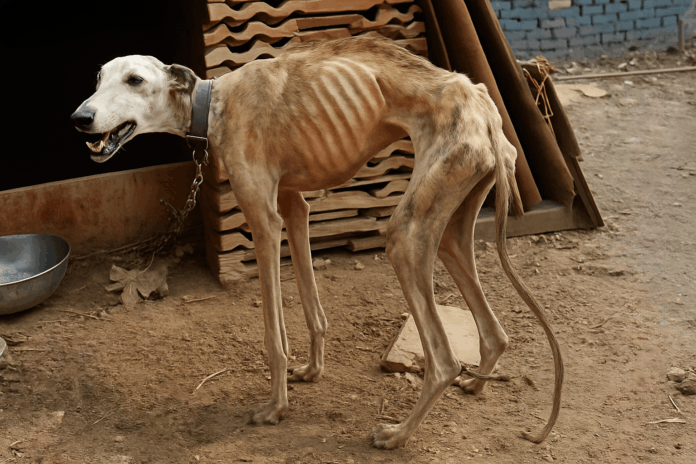 Luna Dog Rescue Transformation — From Neglect To Joy And Healing