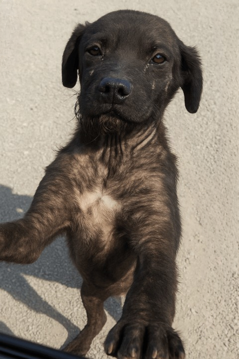 Rescue Dog Resilience Story — Victoria’s Victory and Second Chance at Life