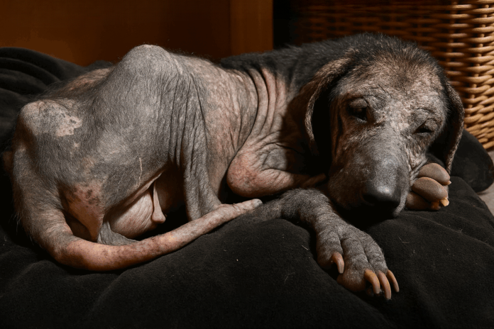 Luna rescue story — From Streets to Sweetheart