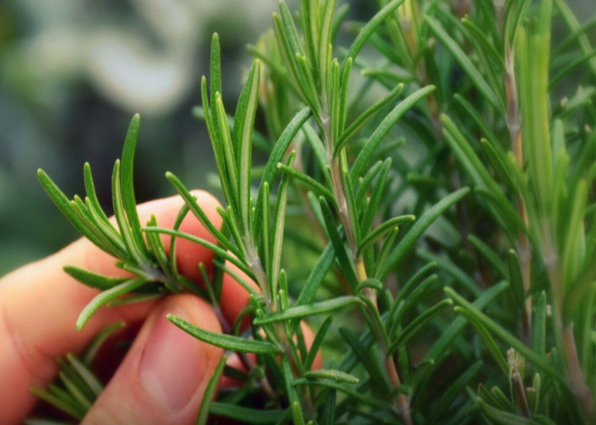 Benefits of this plant for the elderly: a natural ally for healthy aging