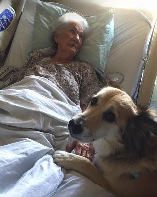 Our Rescue Dog Found an Unconscious Older Lady in the Woods – What We Learned About Her Changed Everything