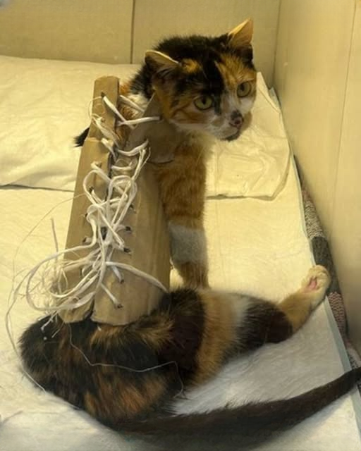 From Despair to Hope: Luna’s Miraculous Recovery