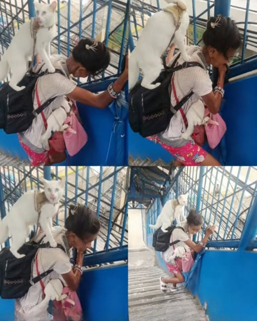 Unbreakable: A Woman, Two Cats, and Their Journey Home