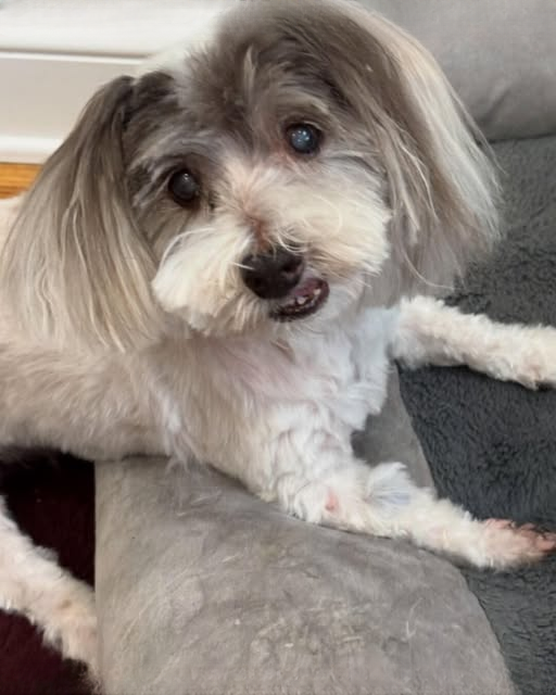 A Miracle of Love: My 19-Year-Old Pup’s Heartwarming Story