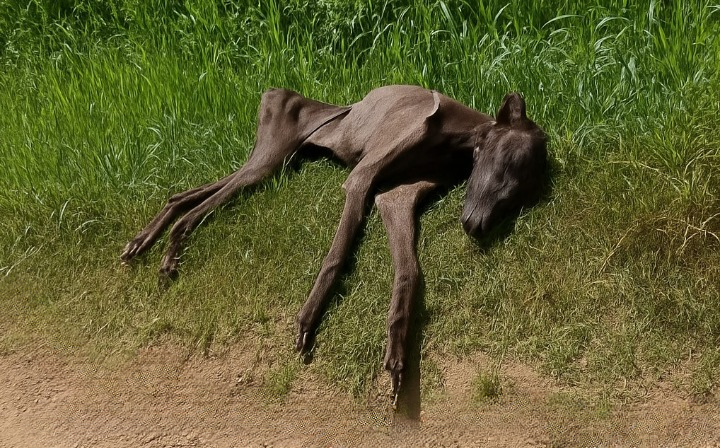 Graveyard Horse Rescue — Mau’s Journey From Tragedy to Triumph